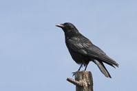 Corvus corone